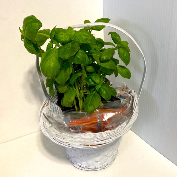 PRINCESS Farmhouse Wicker Woven Basket Flower Plant Pot Centerpiece White - Picture 4 of 9